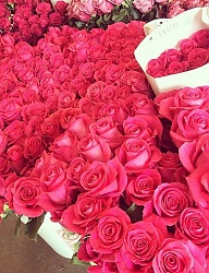 Ogród - 3093918