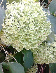Ogród - 3037726