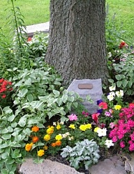 Ogród - 2300034