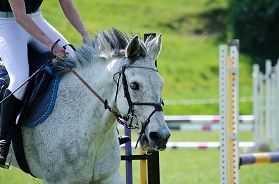 Nauka jazdy konnej, skierowana do osób początkujących, ale także dla tych, którzy chcą doskonalić swoje umiejętności. 