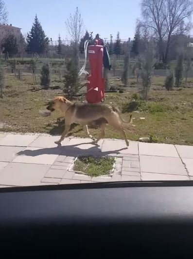 W Turcji na ulicy błąka się wiele bezpańskich psów, a na pomoc mogą liczyć jedynie ze strony nieznajomych.