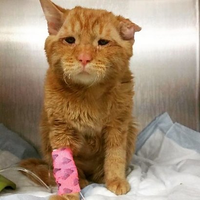 Smutny kot Benben został w kwietniu zabrany do kliniki pogotowia w Kolumbii Brytyjskiej w Kanadzie.