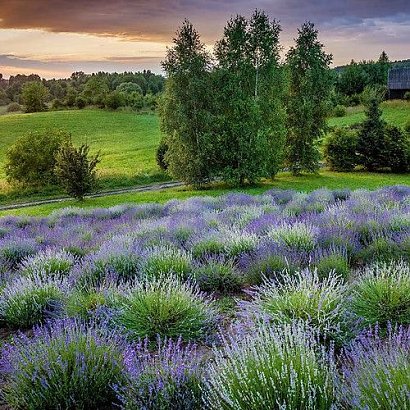 W Polsce jest wiele pięknych miejsc, które warto odwiedzić, szczególnie latem. Dla miłośników kwiatów i Prowansji polecamy lawendowe pola w Nowym Kawkowie.