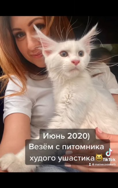 Gdy pewna Rosjanka kupiła tego kotka.....